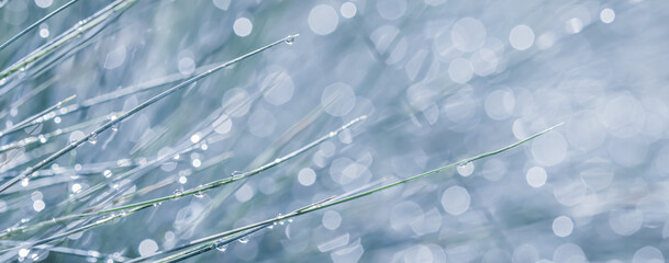 Texture, background, pattern of decorative grass Blue Fescue with rain drops. Bokeh with light reflection