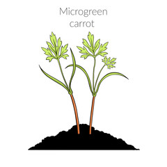 Young microgreen carrot sprouts, carrot, dill microgreen growing, young green leaves, healthy lifestyle concept, vegan healthy food. Realistic illustration by hand isolated on white background.