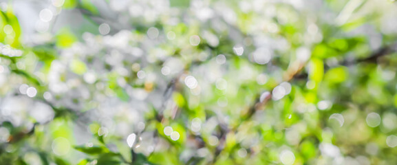 Blurred spring background of white flowers and green leaves in sunny. Bokeh with light reflection