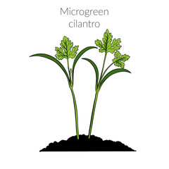 Young microgreen cilantro sprouts, cilantro microgreen growing, young green leaves, healthy lifestyle concept, vegan healthy food. Realistic illustration by hand isolated on white background.