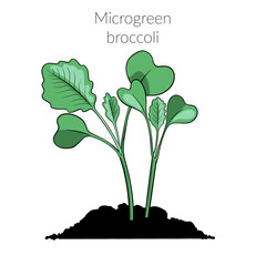 Young microgreen broccoli sprouts, broccoli microgreen growing, young green leaves, healthy lifestyle concept, vegan healthy food. Realistic illustration by hand isolated on white background.