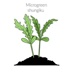 Young microgreen shungiku sprouts, shungiku microgreen growing, young green leaves, healthy lifestyle concept, vegan healthy food. Realistic illustration by hand isolated on white background.