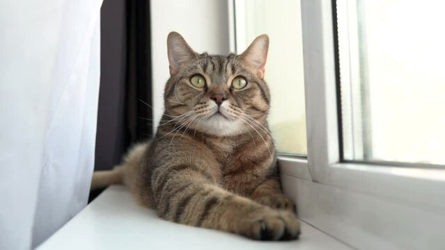 Domestic british scottish fold cat looking into the camera. Furry pet lying on the white windowsill. Zoom out.