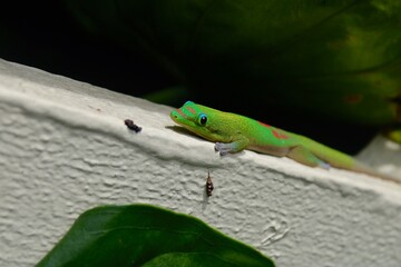 Lizard