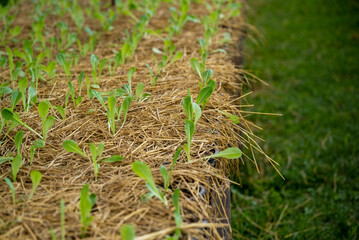 Fresh Ripe red tomatoes are on the green vegetable harvest on organic farm.