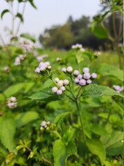 pink and white flowers
