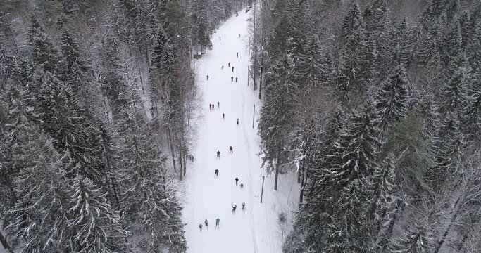 Aerial view of ski resort with people. Flying over the ski track on white snow surrounded by dense forest in winter season. Travel and sport