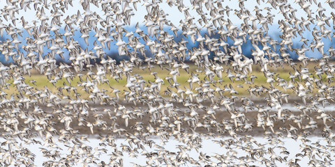 A flock of dunlin shorebirds fly in close formation over the farmland of the Skagit Valley in the Pacific Nortwest in winter