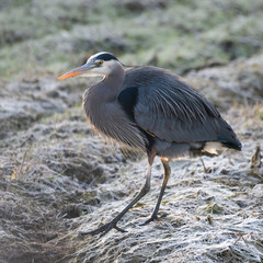 A great blue heron walks across a frost covered field.  The large bird is closeup on a winter morning in the Skagit Valley in Washington State
