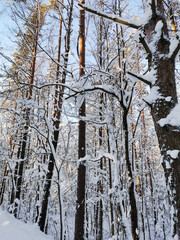 Snow-covered trunks and branches of trees - pines, firs, birches on a clear, frosty winter day