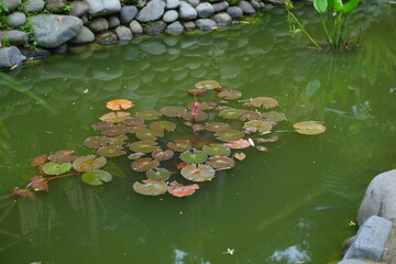 Obraz na płótnie Canvas lotus in the pond 