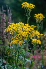 Jacobaea vulgaris, syn. Senecio jacobaea, family Asteraceae.
Common names include ragwort, common ragwort, stinking willie, tansy ragwort, benweed, St. James-wort, stinking nanny,ninny,willy, staggerw