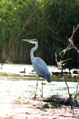great blue heron in the water