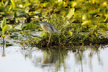 great heron