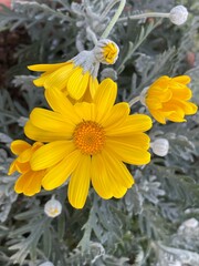 yellow flower in the garden
