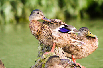 female mallard duck