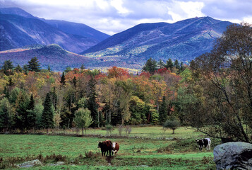 Tranquil autumn scene in White Mountains of New Hampshire. Colorful scenic view from cow pasture of...