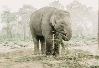 Fototapeta premium Elephant Breeding Center Chitwan