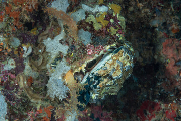 mollusco bivalve ricoperto da spugne nella barriera corallina
