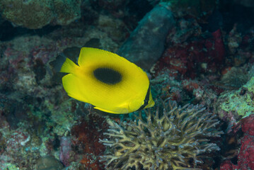 Pesce farfalla, Chaetodon speculum,  giallo con una macchia nera dorsale © Massimo