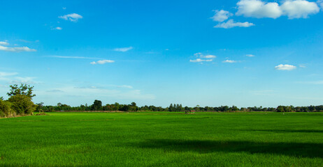 Beautiful landscape of rice field