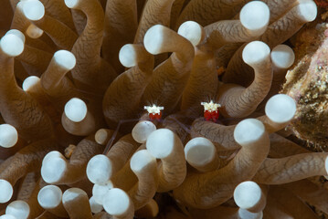 coppia di gamberi fantasma del corallo a fungo, Cuapetes kororensis, su heliofungia © Massimo