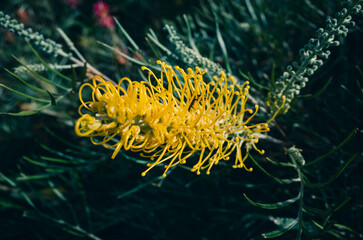 Yellow grevillea flower