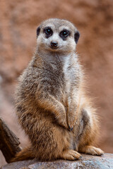 Fototapeta premium Portrait of meerkat on a stone, Suricata suricatta