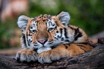 Cute siberian tiger cub, Panthera tigris altaica