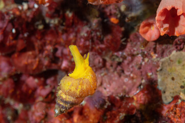 piccolo gasteropode marino giallo appeso a un filo