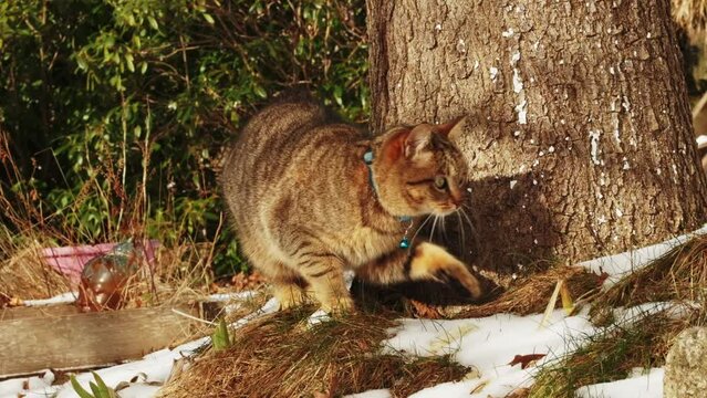 Sweet European grey kitten cat attack in the snow slow motion 100 ips FHD