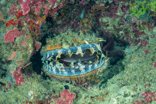 Mollusco bivalve, Spondylus varius, mentre sta filtrando,  nella barriera corallina