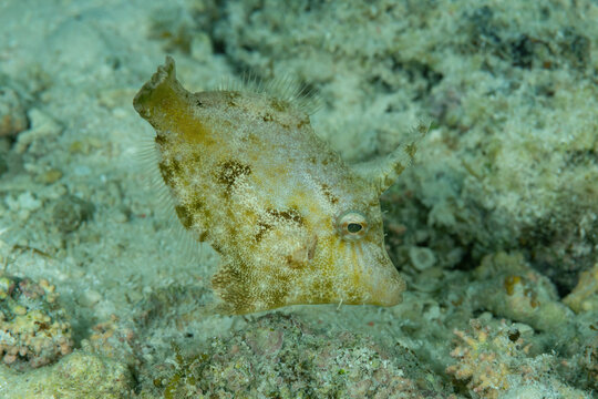 Acreichthys tomentosus , comunemente noto come pesce lima dalla coda di setola, mimetizzato tra la barriera corallina