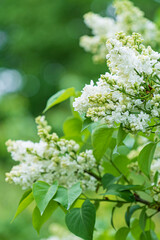 white lilac in the spring garden