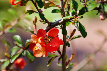 spring flowers in the garden