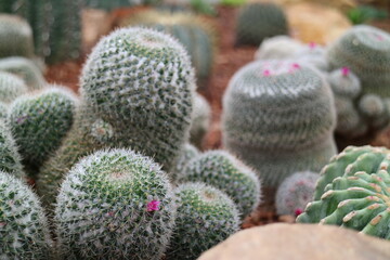 Close-up cactus for background basemap