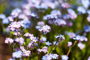 Obraz premium spring flowers in the garden