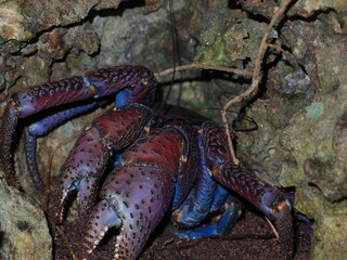 ヤシガニ探し
