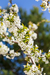 spring tree with white flowers
