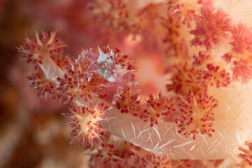 Granchio del corallo molle di Oates, Hoplophrys oatesi, su corallo del genere Dendronephthya © Massimo