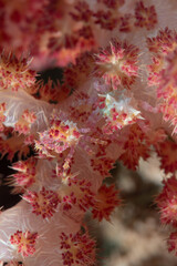 Coppia di granchio del corallo molle di Oates, Hoplophrys oatesi, su corallo del genere Dendronephthya