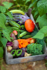 fresh organic vegetables in the box