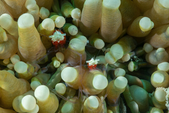 coppia di gamberi fantasma del corallo a fungo, Cuapetes kororensis, su heliofungia