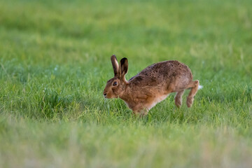 Naklejka na ściany i meble Brown Hare (Lepus europaeus) in a grass field