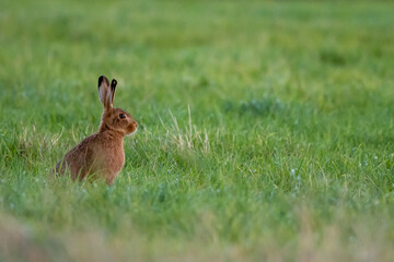 Naklejka premium Brown Hare (Lepus europaeus) in a grass field