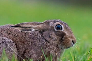 Close-up portrait of a Brown Hare (Lepus europaeus)