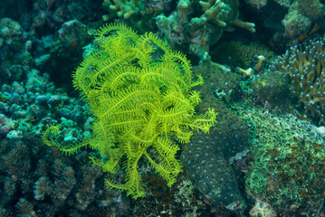 Crinoide giallo vicino ad un corallo verde © Massimo