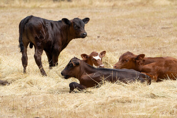 Group of mixed breed of calves relaxing in a paddock