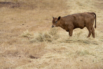 Beautiful brown calf in a paddock