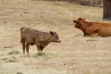 cow and calf in a field